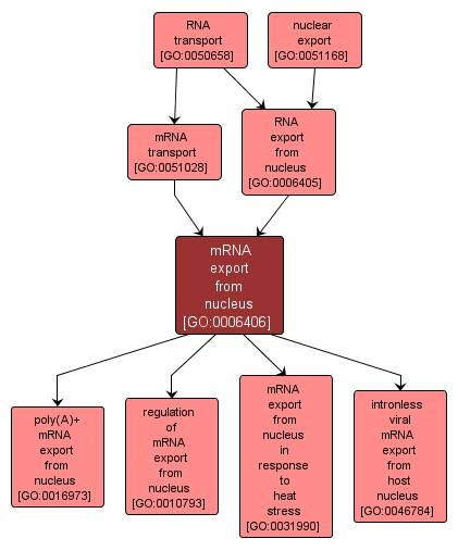 GO:0006406 - mRNA export from nucleus (interactive image map)