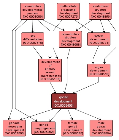 GO:0008406 - gonad development (interactive image map)