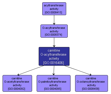 GO:0016406 - carnitine O-acyltransferase activity (interactive image map)