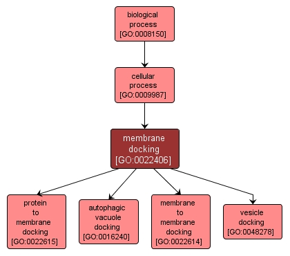 GO:0022406 - membrane docking (interactive image map)