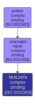 GO:0032406 - MutLbeta complex binding (interactive image map)