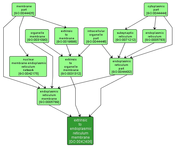 GO:0042406 - extrinsic to endoplasmic reticulum membrane (interactive image map)