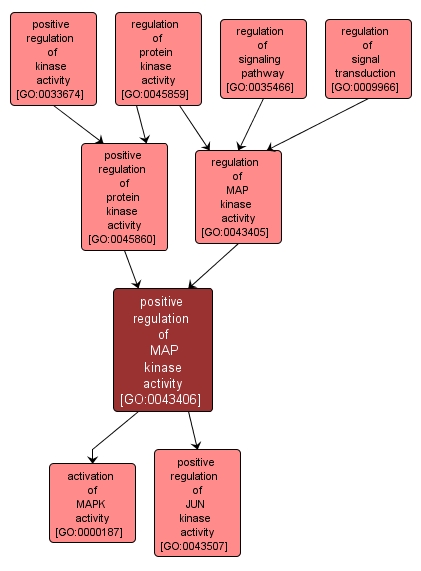 GO:0043406 - positive regulation of MAP kinase activity (interactive image map)