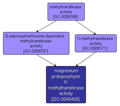 GO:0046406 - magnesium protoporphyrin IX methyltransferase activity (interactive image map)