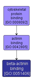 GO:0051406 - beta-actinin binding (interactive image map)