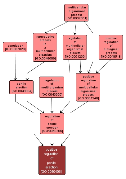 GO:0060406 - positive regulation of penile erection (interactive image map)