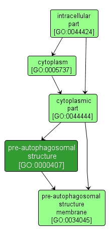 GO:0000407 - pre-autophagosomal structure (interactive image map)