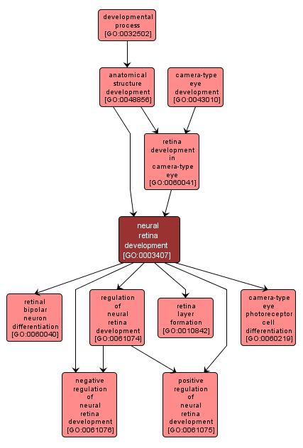 GO:0003407 - neural retina development (interactive image map)