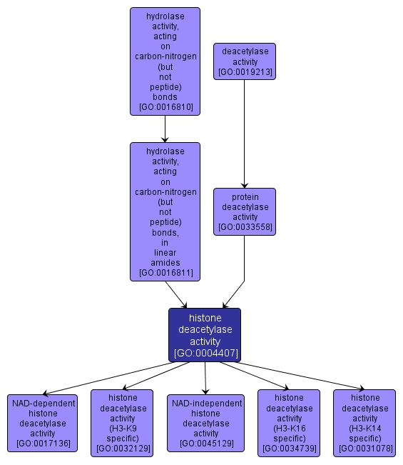 GO:0004407 - histone deacetylase activity (interactive image map)