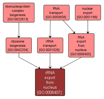GO:0006407 - rRNA export from nucleus (interactive image map)