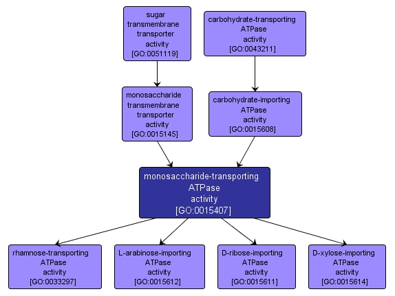 GO:0015407 - monosaccharide-transporting ATPase activity (interactive image map)