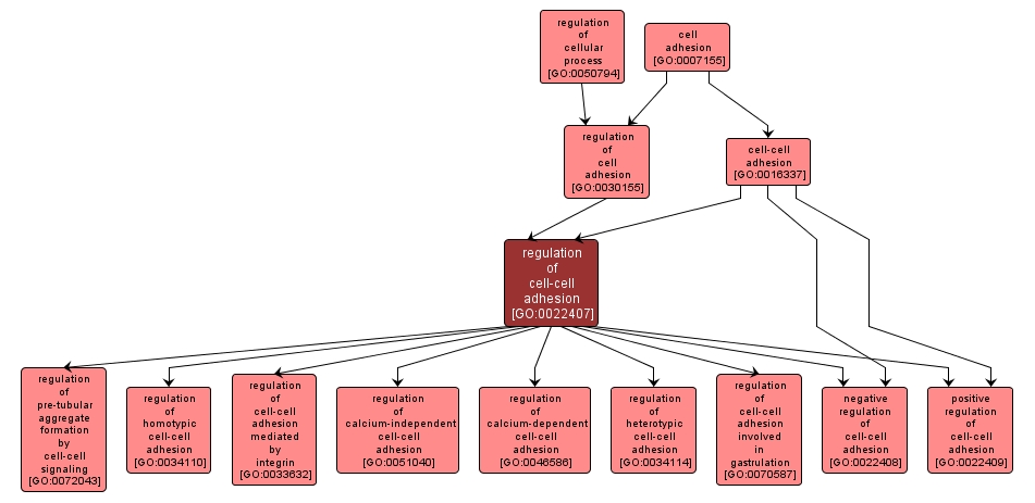 GO:0022407 - regulation of cell-cell adhesion (interactive image map)