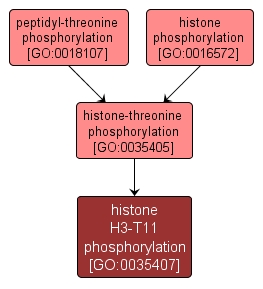 GO:0035407 - histone H3-T11 phosphorylation (interactive image map)