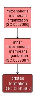GO:0042407 - cristae formation (interactive image map)