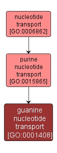 GO:0001408 - guanine nucleotide transport (interactive image map)