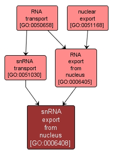 GO:0006408 - snRNA export from nucleus (interactive image map)