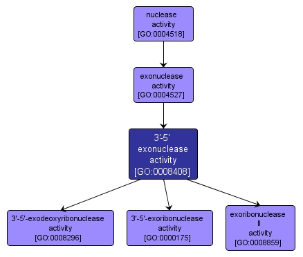 GO:0008408 - 3'-5' exonuclease activity (interactive image map)