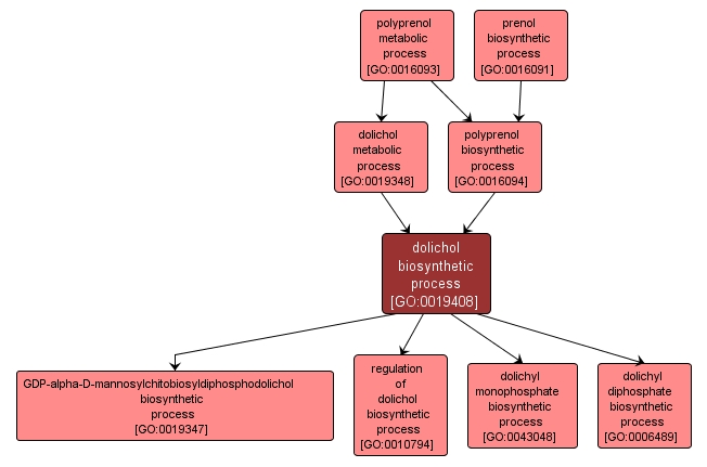 GO:0019408 - dolichol biosynthetic process (interactive image map)