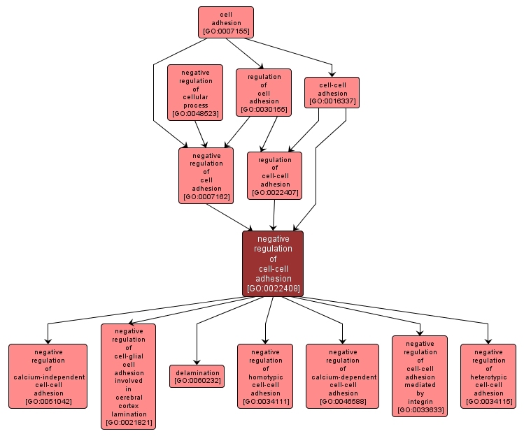 GO:0022408 - negative regulation of cell-cell adhesion (interactive image map)