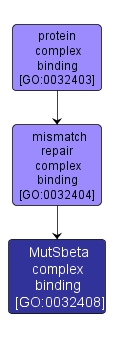 GO:0032408 - MutSbeta complex binding (interactive image map)