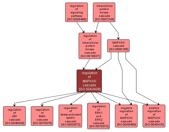 GO:0043408 - regulation of MAPKKK cascade (interactive image map)