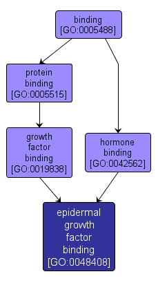 GO:0048408 - epidermal growth factor binding (interactive image map)