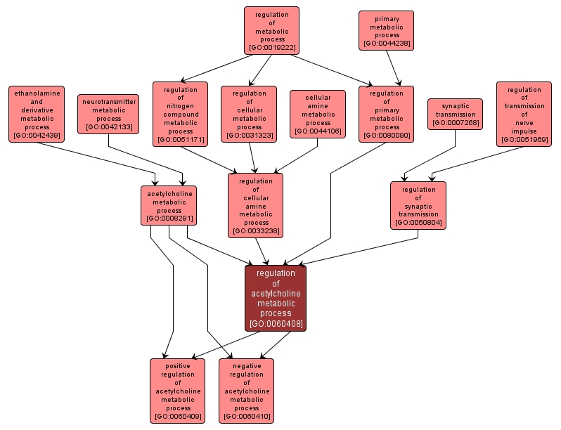 GO:0060408 - regulation of acetylcholine metabolic process (interactive image map)