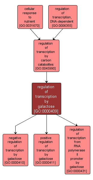 GO:0000409 - regulation of transcription by galactose (interactive image map)