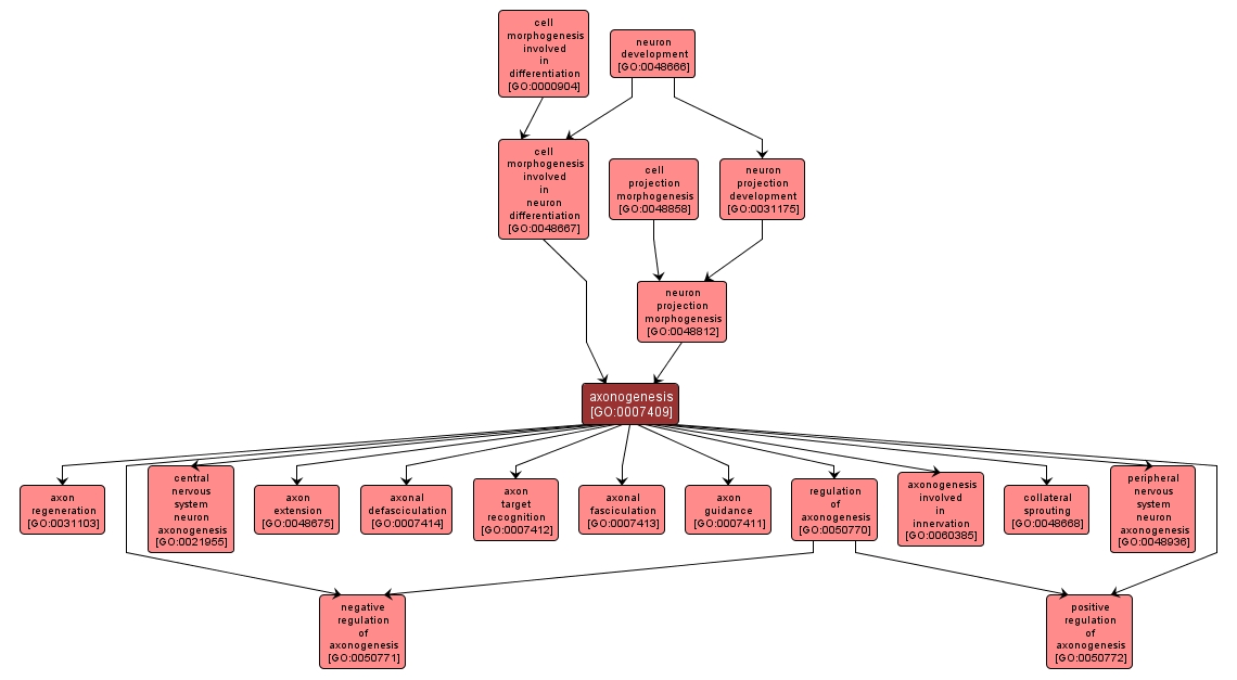 GO:0007409 - axonogenesis (interactive image map)