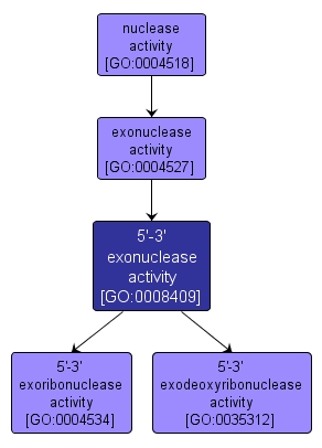 GO:0008409 - 5'-3' exonuclease activity (interactive image map)