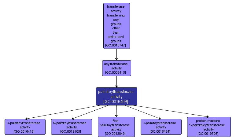 GO:0016409 - palmitoyltransferase activity (interactive image map)