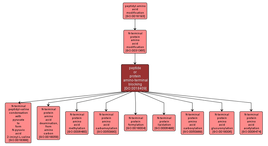 GO:0018409 - peptide or protein amino-terminal blocking (interactive image map)