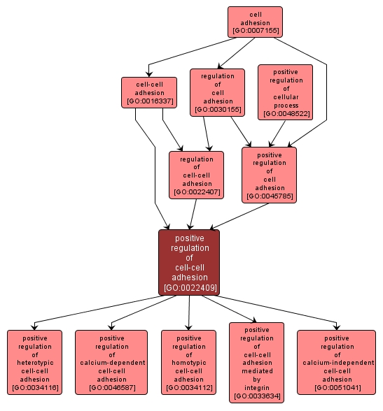 GO:0022409 - positive regulation of cell-cell adhesion (interactive image map)