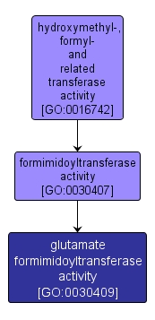 GO:0030409 - glutamate formimidoyltransferase activity (interactive image map)