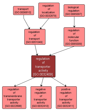 GO:0032409 - regulation of transporter activity (interactive image map)