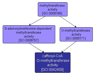 GO:0042409 - caffeoyl-CoA O-methyltransferase activity (interactive image map)