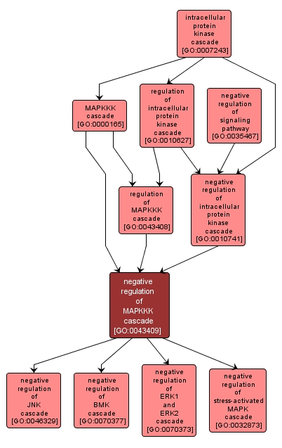 GO:0043409 - negative regulation of MAPKKK cascade (interactive image map)