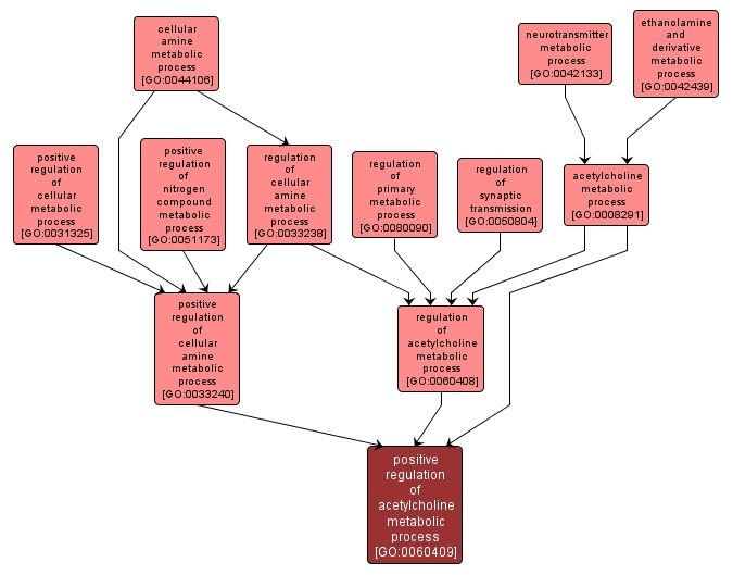 GO:0060409 - positive regulation of acetylcholine metabolic process (interactive image map)