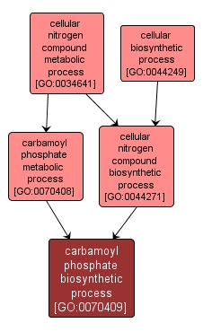 GO:0070409 - carbamoyl phosphate biosynthetic process (interactive image map)