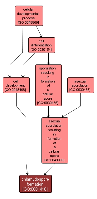 GO:0001410 - chlamydospore formation (interactive image map)