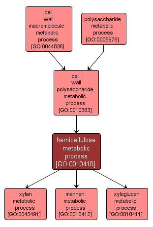 GO:0010410 - hemicellulose metabolic process (interactive image map)