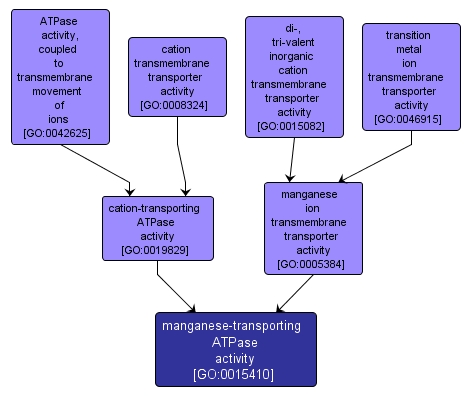 GO:0015410 - manganese-transporting ATPase activity (interactive image map)