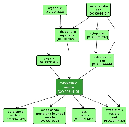 GO:0031410 - cytoplasmic vesicle (interactive image map)