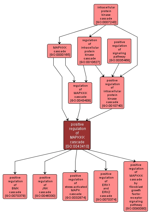 GO:0043410 - positive regulation of MAPKKK cascade (interactive image map)