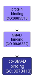 GO:0070410 - co-SMAD binding (interactive image map)
