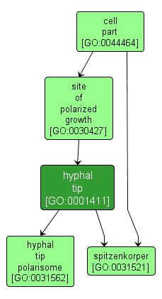 GO:0001411 - hyphal tip (interactive image map)