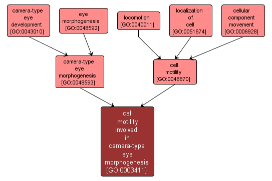 GO:0003411 - cell motility involved in camera-type eye morphogenesis (interactive image map)