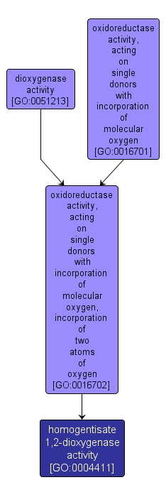 GO:0004411 - homogentisate 1,2-dioxygenase activity (interactive image map)