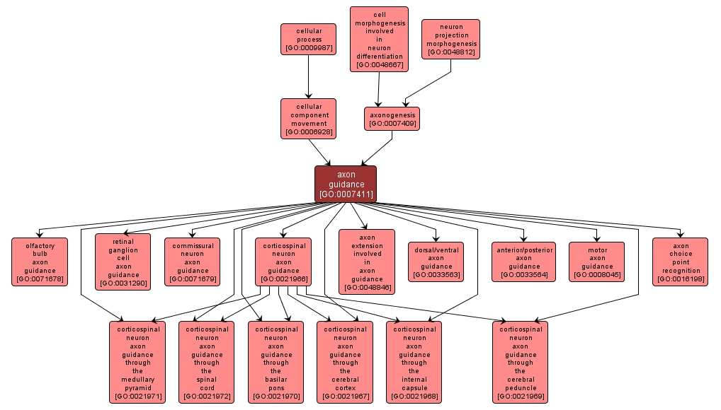GO:0007411 - axon guidance (interactive image map)