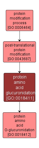 GO:0018411 - protein amino acid glucuronidation (interactive image map)